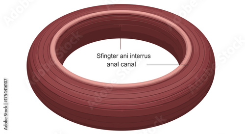 Anatomical illustration of the anal canal and sphincter ani internus for medical education resources and learning about the human body's digestive system