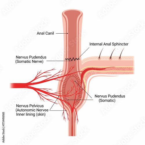 Detailed anatomical illustration of the anal canal, internal anal sphincter, and associated nerves highlighting the nervous system and relevant anatomy
