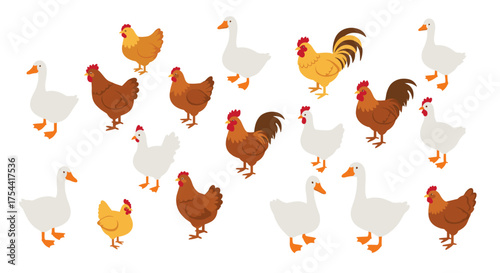 Farm animals collection: geese and chickens in flat design