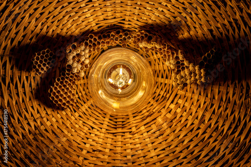 Bamboo Lightblub and abandon wasp nest.