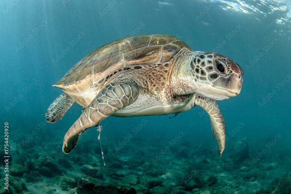 Fototapeta premium Tortuga verde nadando en el mar