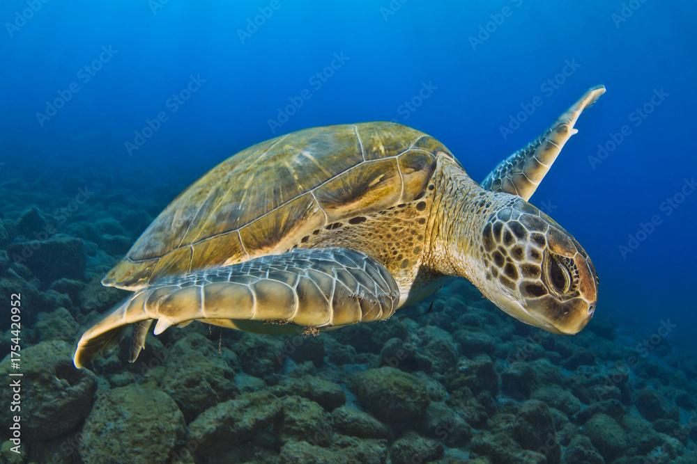 Obraz premium Tortuga verde nadando en el mar