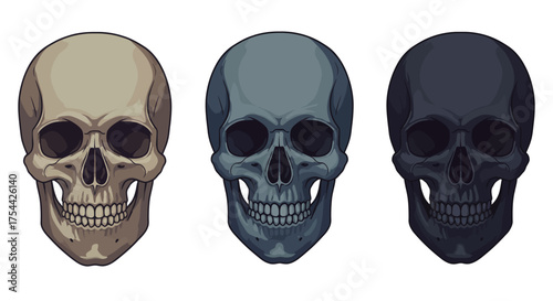 Three Skulls in Different Colors and Tones.