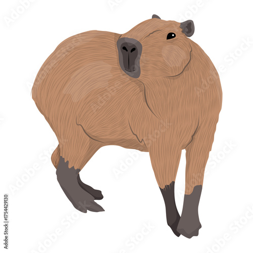 Large capybara. Wild animals of South America. Vector animal.