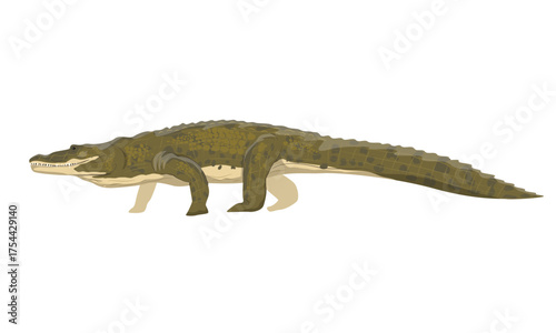 Green Nile crocodile. Wild vector reptile of Africa
