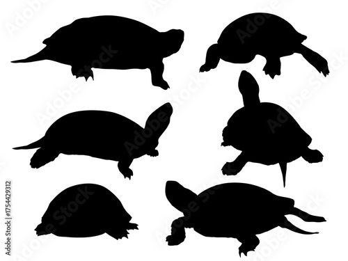 Set of silhouettes of European pond turtle Emys orbicularis. European pond terrapin or European pond tortoise. Realistic vector reptile