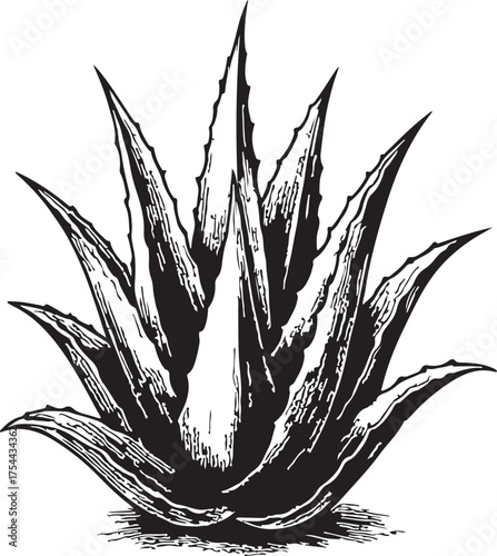 Alovera vector silhouette