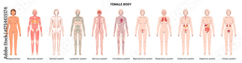 Female body systems. Vector integumentary and skeletal, muscular and nervous, endocrine and cardiovascular, lymphatic and immune, respiratory and digestive, urinary and reproductive organs set