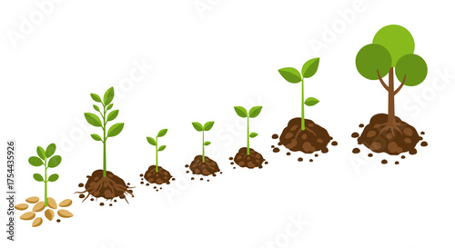 Growth stages of a plant from seed to tree in flat design