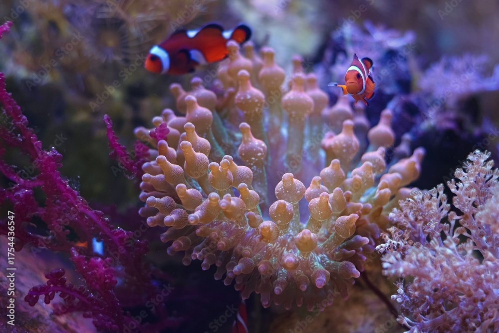 Fototapeta premium Entacmaea quadricolor orange anemone, ocellaris clownfish blur figure in fluorescent tentacle, iridescent animal, reef marine aquascape, beginner aquarist hobby, live rock hardscape, popular hardy pet
