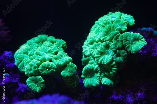 Caulastraea curvata colony on live rock, fluorescent green trumpet coral in reef marine ecosystem aquadesign, frag head plug, circular flow, actinic blue LED, marine aquafarm business, dark background