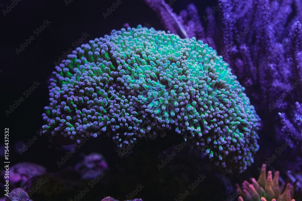 Obraz premium Euphyllia divisa green fluorescent tentacle, reef marine aquarium, coquina stone live rock aquascape ecosystem, popular pet in LED blue light, coral farming propagation, hardy pet professional care