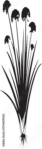Black silhouette of ornamental onion flowers and grass blades on a white background Allium floral