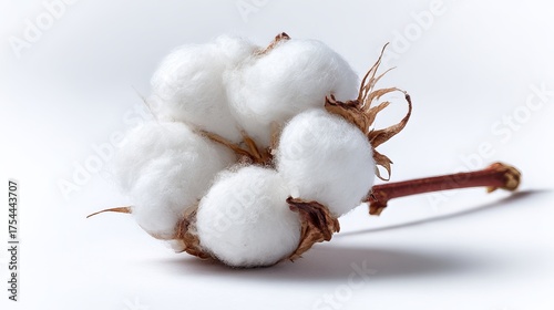 Fluffy white cotton flower isolated on a white background.

Single, pristine cotton boll on a clean white backdrop.

Isolated, soft, white cotton flower against white.
 