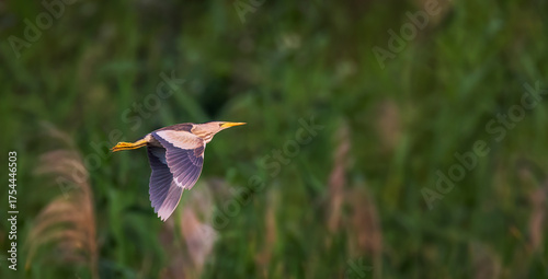 Ixobrychus minutus flies over the reeds and looks for food.