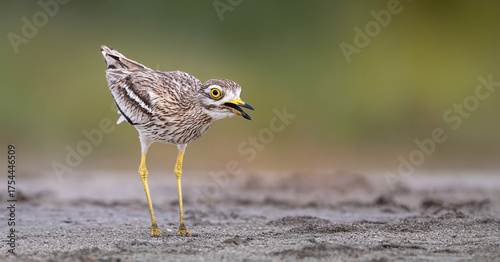 Eurasian Stone-curlew Burhinus oedicnemus camouflages itself perfectly in the grass.