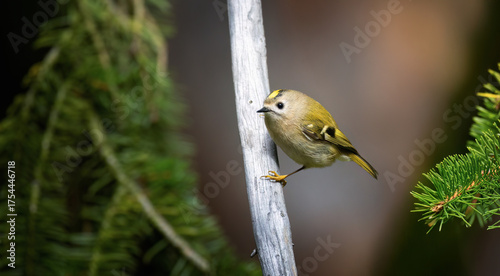 Goldcrest sitting on a branch in spring color.