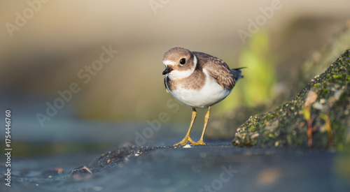 Charadrius dubius little ringed plover in natural habitat.