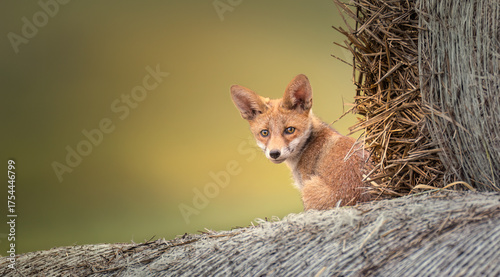 Red fox Vulpes vulpes a baby on a straw bale is looking for its mother.