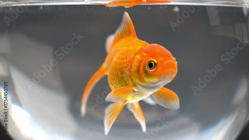 Wallpaper Mural Orange goldfish facing forward in a clear glass bowl Torontodigital.ca