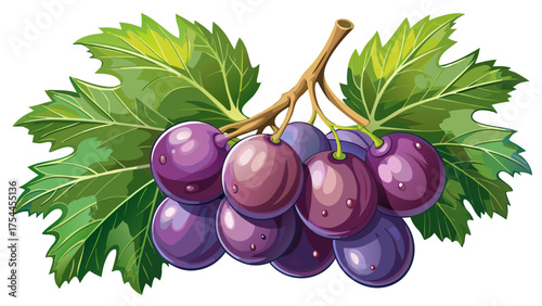 Very beautiful close-up view of a pair of ripe Muscadine grapes (Vitis rotundifolia) hanging from a vine in Raleigh, North Carolina, showcasing their glossy skin and rich purple tones.