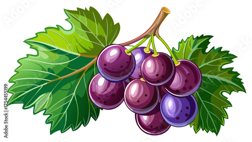 Very beautiful close-up view of a pair of ripe Muscadine grapes (Vitis rotundifolia) hanging from a vine in Raleigh, North Carolina, showcasing their glossy skin and rich purple tones.