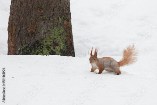 Red Squirrel Standing In The Snow In A Winter Forest