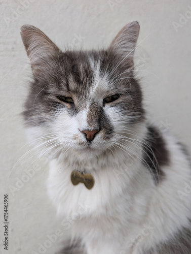 Fluffy grey and white cat squinting in soft natural light