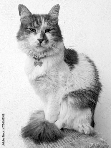 Black And White Portrait Of A Fluffy Domestic Cat