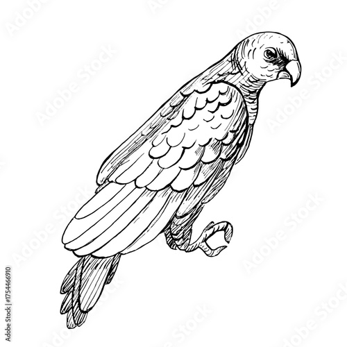 large parrot. Vector illustration in a realistic bird style for product design and bird food, apparel printing, posters, and interior design.