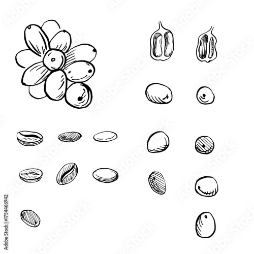 A set of ripe and roasted coffee beans. Realistic coffee-themed vector illustration for product design, apparel printing, posters, and interior design.