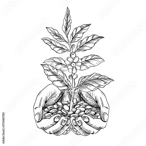A coffee tree branch in hands. A realistic coffee-themed vector illustration for product design, apparel printing, posters, and interior design.