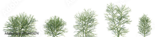 Foto Set of Euphorbia tirucalli (commonly known as Indian tree spurge, naked lady, pe