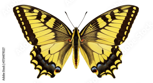 Photos Isolated Papilio machaon European swallowtail butterfly with open wings, beautif