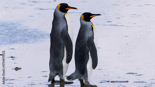 Two king penguins walking and interacting on beach in Falkland Islands, showing natural behavior in coastal wildlife habitat.
