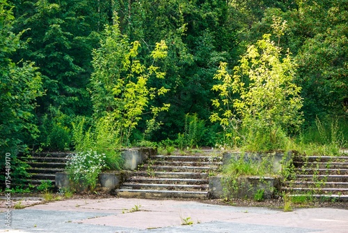 Worn concrete steps, blanketed by wild foliage, rise into a thick, green forest. A serene picture of nature's reclaim