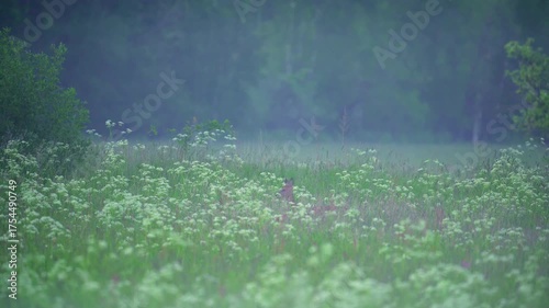 Roe deer, Capreolus capreolus, in the morning mist in an overgrown meadow. Summer landscape with meadow, forest and mist.