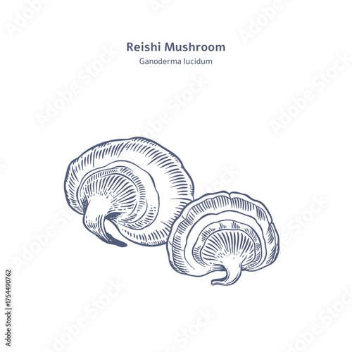 Two reishi mushrooms . Hand drawn vector illustration  in engraving style