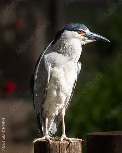 garza bruja o huairavo (Nycticorax nycticorax), primer plano con fondo oscuro