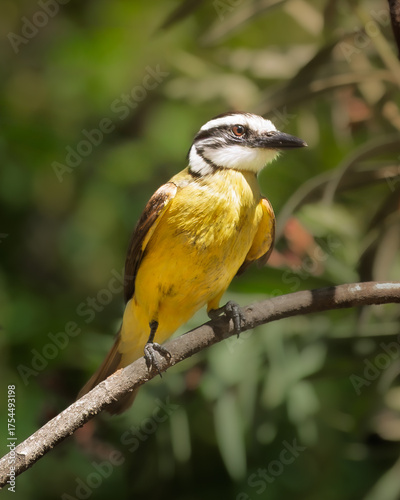 benteveo común (Pitangus sulphuratus), posado sobre una rama, fondo difusi
