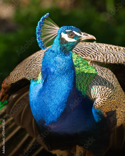 pavo real azul (Pavo cristatus), primer plano cabeza con buenos detalles