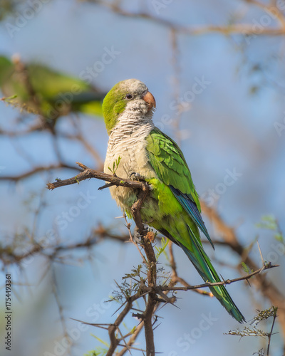 Cotorra Argentina (Myiopsitta monachus) posada en una rama, cielo azul de fondo