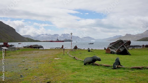 Two young Antarctic Fur Seals play on the green grass near the abandoned Grytviken Whaling Station in South Georgia Islands Nature reclaims the historic site.