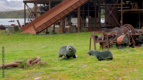Two fur seals chase and play on green grass at historic Grytviken whaling station, South Georgia Islands. Rusted industrial machinery visible in background.