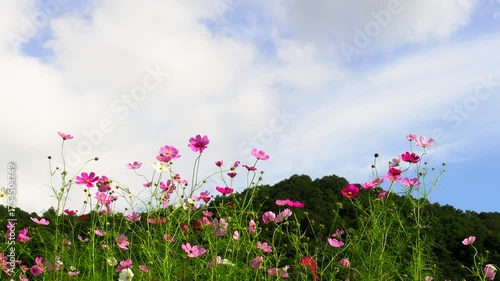 コスモスと雲が流れる空