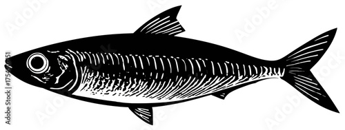 A detailed black and white vector illustration of a fish with fins and gills, with an eye