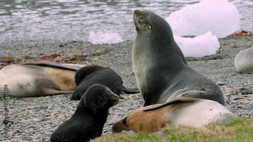 Seals and pups rest on South Georgia Islands coast with ice chunks, some sleeping and others sitting in a wild coastal scene.