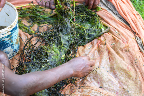 Fisherman carefully sorting fresh catch of small fish from seaweed and fishing net for market, showcasing traditional fishing techniques and local food sources