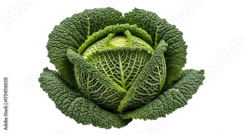 Isolated textured whole Savoy cabbage head vegetable with crinkled green leaves still life