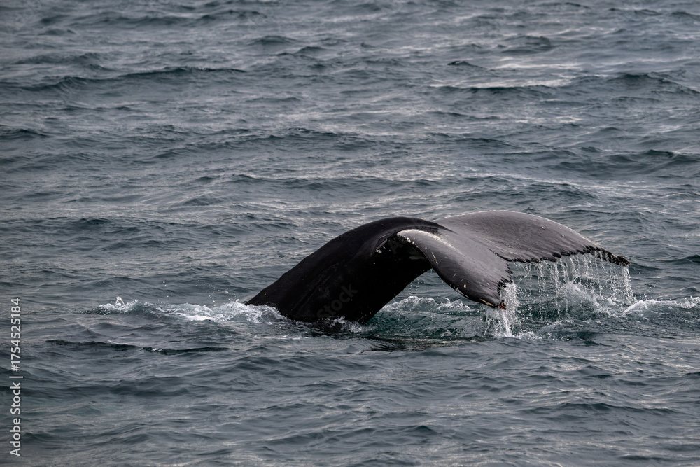Obraz premium A humpback whale’s tail breaks the surface.